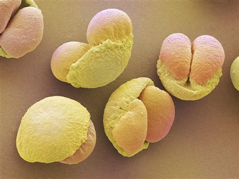 Animal cells have a cell membrane instead of a cell wall, making tissue flaccid. Why Pine Pollen Cell Wall Need to Be Cracked? - Pine ...