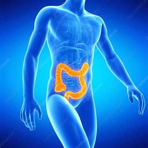 Large Intestine Illustration Stock Image F0127537 Science Photo Library