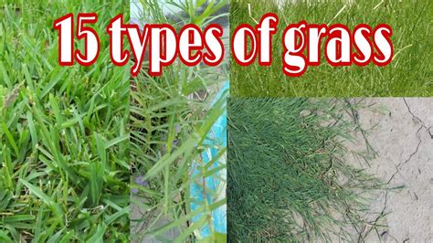 Types Of Grass Names