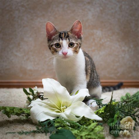 Calico Tabby Kitten Portrait Photograph By Jennifer White Fine Art America