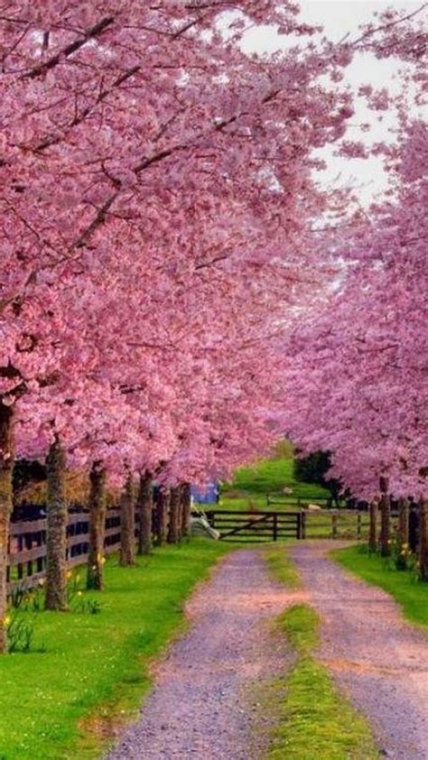 Free download Spring iPhone X Wallpaper HD 2020 Phone Wallpaper HD