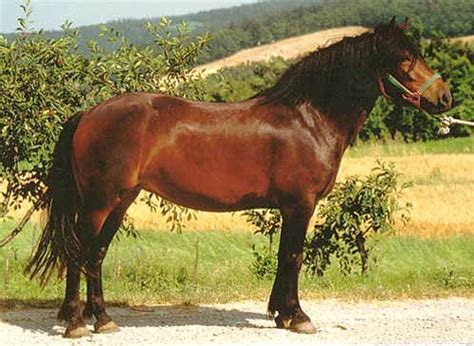 horses lovers barb bardigiano barra pony barthais pony bashkir horse basotho pony