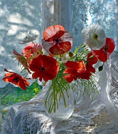 Avec son nom compliqué donné en l'honneur du médecin naturaliste allemand eschscholtz, la fleur connait des orthographes variables : fleurs coquelicots