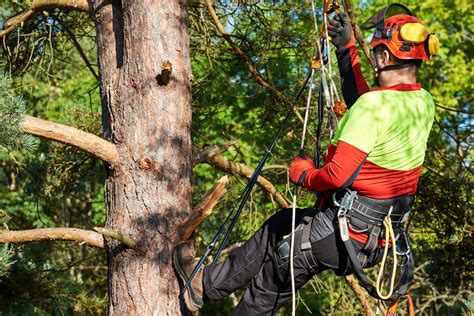 …perform other duties as assigned by the camp director …reporting relationship the food service manager is supervised by the camp director. How an Arborist Can Help You Become Food Safe - Restaurant ...
