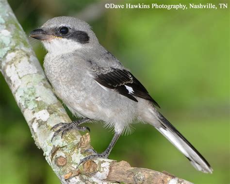 Both species regularly impale prey — often still alive — on spikes, thorns, or barbed wire, and leave so shrikes grasp prey in their hooked beaks and fly it to the nearest pointy object, like a cactus loggerhead shrikes often hunt prey as large as themselves, so the birds have a special hunting. Birding Trails - Tennessee Wildlife Resource Agency ...