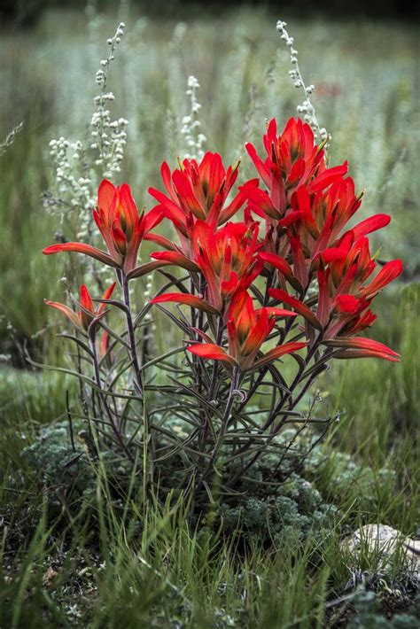 Download for free indian paintbrush cliparts #2615855, download othes indian paintbrush flower drawing for free. Wildflower photo, indian paintbrush photo, nature ...
