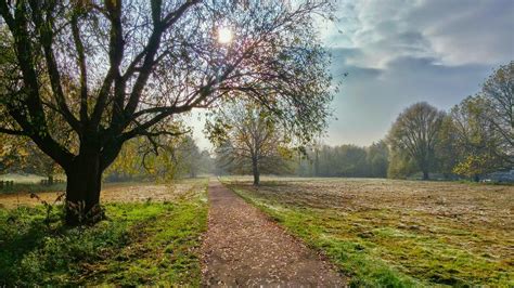 Fotos Gratis Paisaje árbol Naturaleza Bosque Camino Césped Al