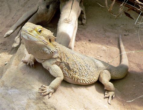 ¿sería Una Pogona Gigante Dragón Barbudo Una Buena Montura Del Desierto