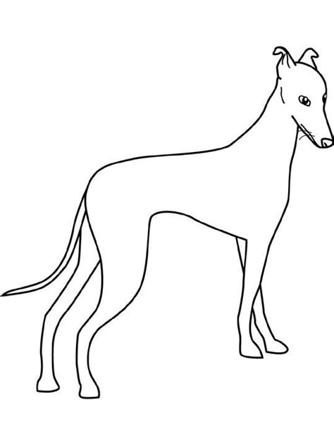Greyhounds make great runners, but they also make great pets: Dog Coloring Pages - Bing Images | Dog coloring page, Dog ...