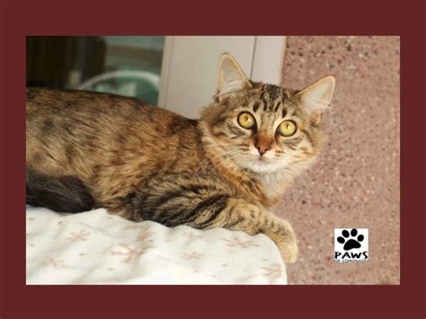 As we show our cats in nsw cfa and previously in tica these are the standards we aim for in our kittens. Pet of the Week | Cat adoption, Siberian cats for sale, Cats