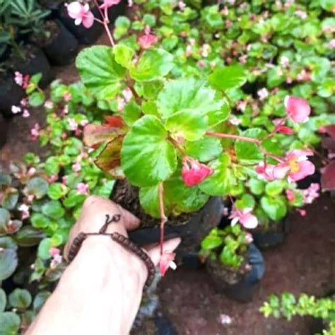 Bunga gloriosa atau orang indonesia menyebutnya kembang sungsang, merupakan salah satu tanaman hias paling langka dalam dunia. Bunga Hias Hidup / Macam Macam Bunga Hias Cantik Untuk ...