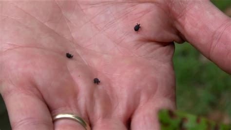 This 28 Facts About Bugs That Look Like Ticks But Aren T Learn How
