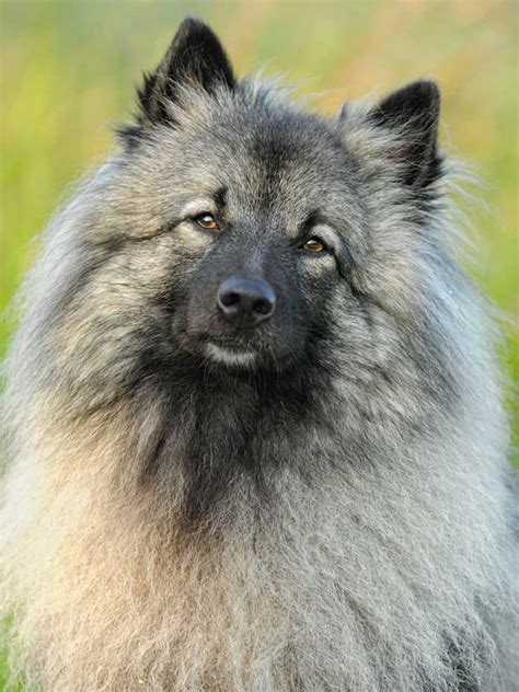 Get To Know The Keeshond The Smiling Dutchman With A Name Rooted In