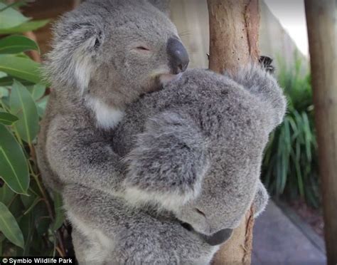 Koala Takes Nap Cuddling Another Koala At Symbio Daily Mail Online