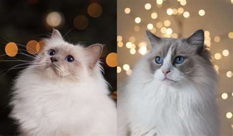 What Is The Difference Between A Ragdoll And A Birman Key Traits