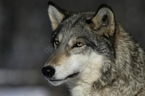 Grey Wolf Canis Lupus Stock Photo Image Of Canine Grey 34893280