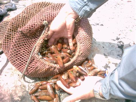 We did not find results for: Pesca illegale, sequestrati 5 chili di datteri di mare al ...