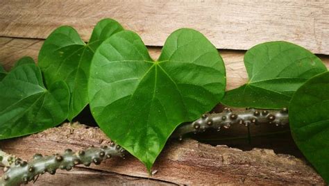 Amrutha Giloy Guduchi Tinospora Cordifolia Uses And Benefits