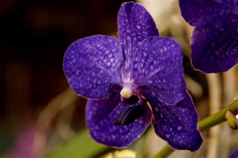 Check spelling or type a new query. Delray Beach Orchid Show 2014 | Orchid show, Delray beach ...