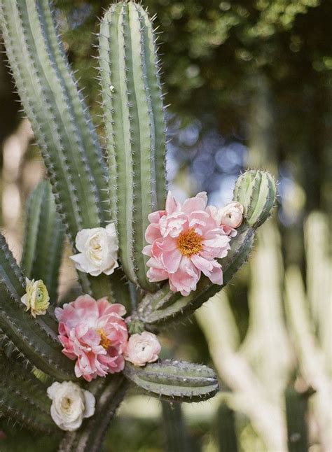 Green spring's educational programs focus on practical landscaping. Cactus garden wedding | Spring Santa Barbara wedding | Blooming cactus, Cactus, Cactus garden