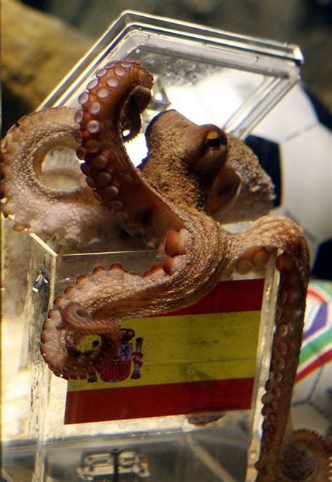 These cephalopods are in two groups, the incirrina like the rest of the cephalopods, an octopus is bilaterally symmetric in that its body parts are along its dorsal, ventral axis. Paul the Octopus, predictor of World Cup victors, goes to ...