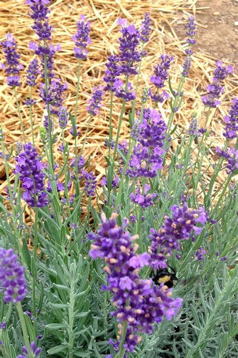 English Lavender Seed Lavandula Angustifolia Seeds Fragrant Etsy