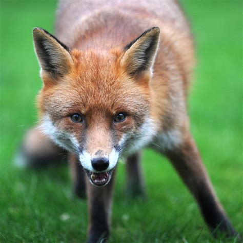 17 Facts About Foxes Habits Bloodless Hunting And Other Interesting