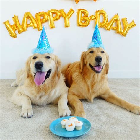 A fun happy birthday card with dancing gifts and cute puppies to celebrate a special birthday! 10 Ways to Celebrate Your Dog's Birthday