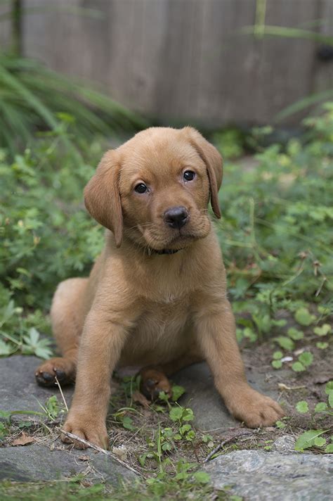 I purchased a female puppy that came with 50 awards. BBK Fox Red Lab Puppies For Sale black - Balsam Branch Kennel