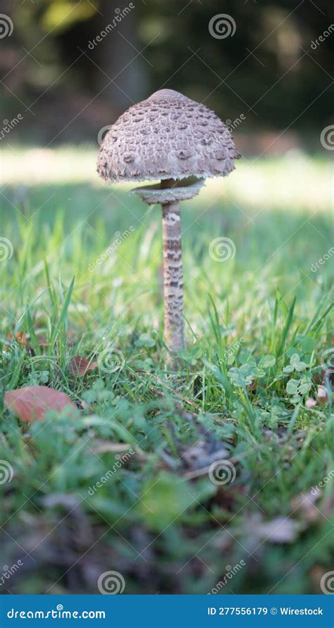Small Mushroom In A Grassy Environment Surrounded By Fallen Leaves