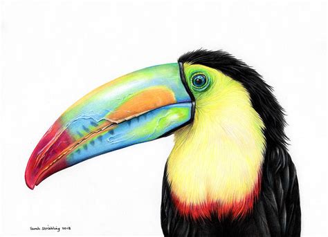 Toucan In Colour Pencils Drawing By Sarah Stribbling Fine Art America