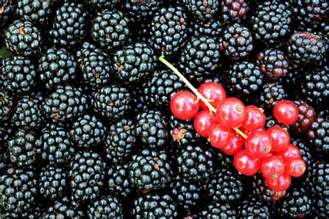 Free Picture Berry Food Fruit Sweet Blackberry Currant Dessert