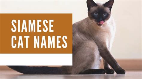 Best 200 Siamese Cat Names Zoological World