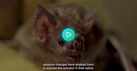 Draculin Is A Glycoprotein Found In The Saliva Of Vampire Bats It Is Currently Being Explored