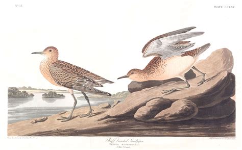 Buff Breasted Sandpiper John James Audubon S Birds Of America