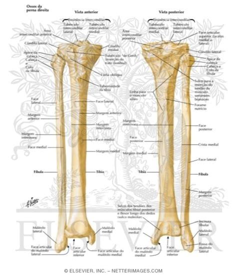 Tibia And Fibula