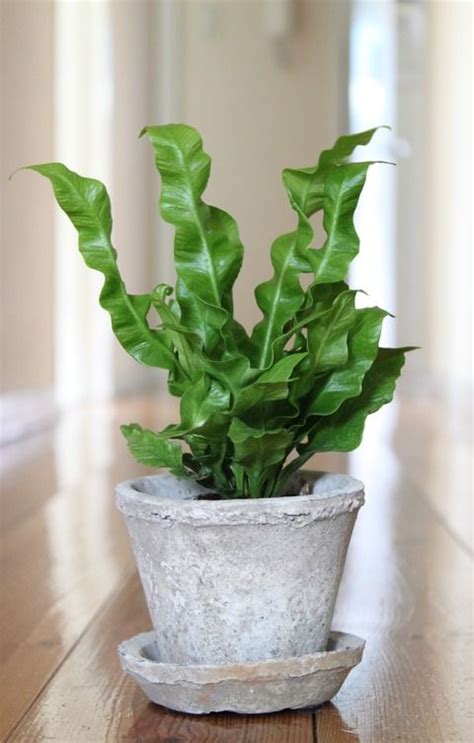 We did not find results for: moku : 葉水 | ハウスプラント, 植物栽培, 屋内植物