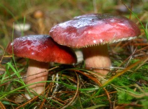 Russula Xerampelina Crab Brittlegill Mushroom