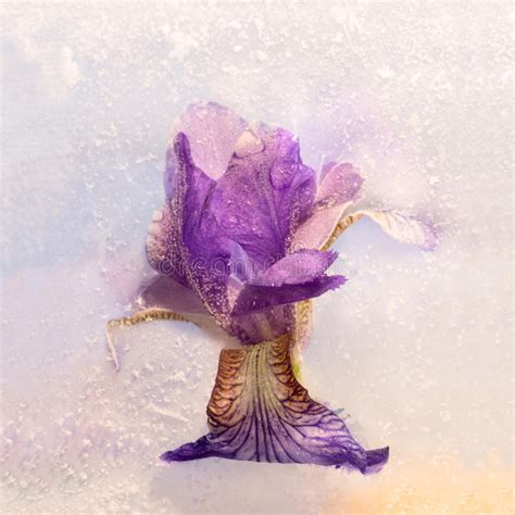 Frozen Flower Of Iris Stock Image Image Of Melt Abstract 53394431