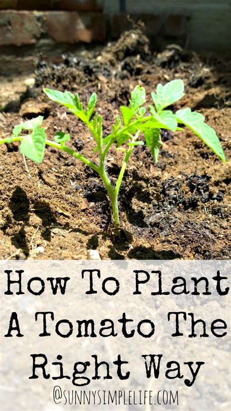 Sunny Simple Life How To Plant Tomatoes The Right Way
