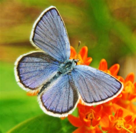 Karner Blue Butterflies Emerge At Wilton Preserve