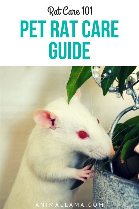 Pet Rat Care Guide 101 Rat Care In 9 Steps Animallama Rat Care