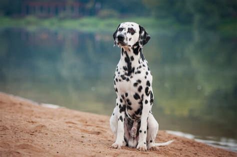 Dalmatian Dogs Dog Breeds