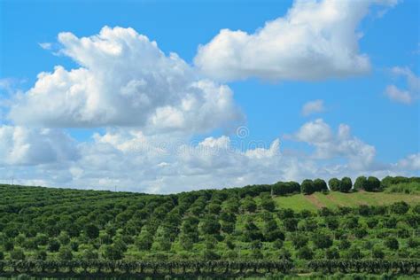 Orchard Farm And Sky Stock Photo Image Of Cloud Field 18749566