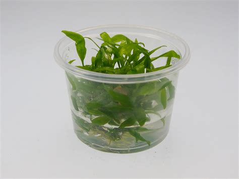 Cryptocoryne wendtii, the wendt's water trumpet, is a species of herb which is a popular aquarium plant which is native to sri lanka. Cryptocoryne wendtii grün Wendts Wasserkelch grün in vitro ...