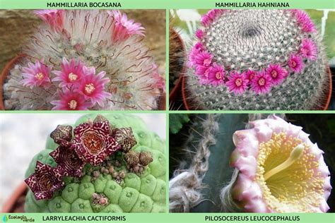 25 Tipos De Cactus Nombres Y Cuidados Con Fotos Y VÍdeos