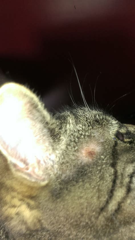 My Cat Has Scabs All Over Her Head