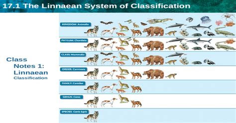 17 1 The Linnaean System Of Classification Class Notes 1 Linnaean Classification