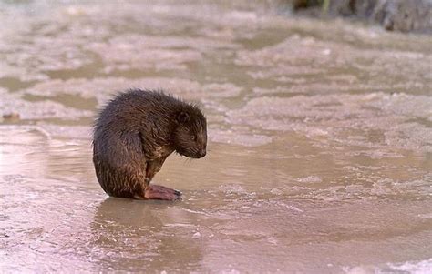 The easiest food to give in this period is moistened rodent pellets. baby.field.mouse — certuks: Rodent Animal Kingdom 1, 2, 3 ...