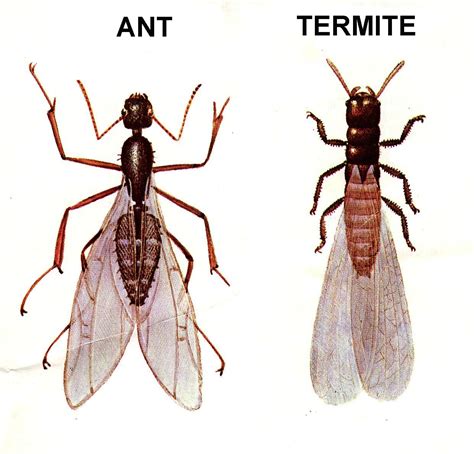 Flying Ants Or Termites Black Knight Pest Control